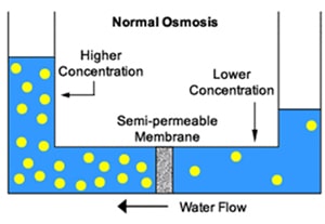processes of osmosis